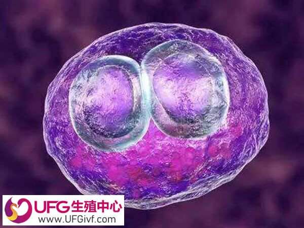 黄体功能不足会影响胚胎着床